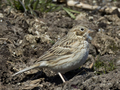 bruant vespral - vesper sparrow