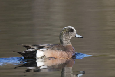 canard d amrique - american wigeon