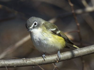 viro  tte bleu - blue headed vireo