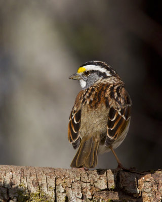 bruant  gorge blanche - white throated sparrow