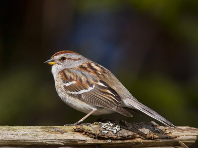 bruant hudsonien - american tree sparrow