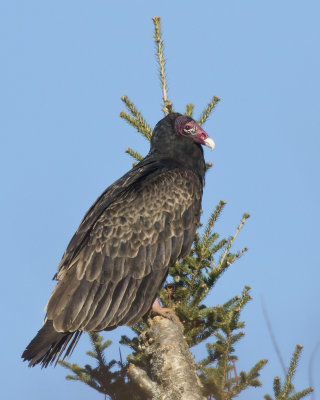 urubu  tte rouge - turkey vulture