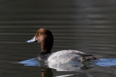 fuligule  tte rouge - redhead duck