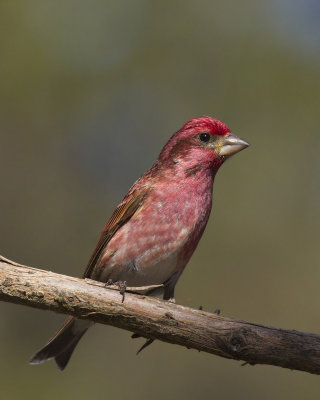 roselin pourpr - purple finch