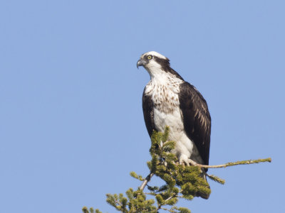 balbuzard pcheur - osprey