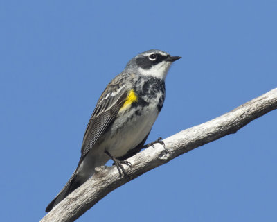 paruline  croupion jaune - yellow rumped warbler