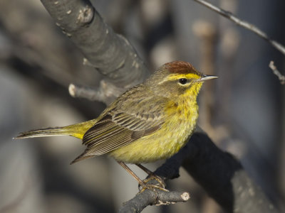 paruline  couronne rousse - palm warbler