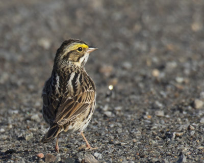 bruant des prs - savannah sparrow