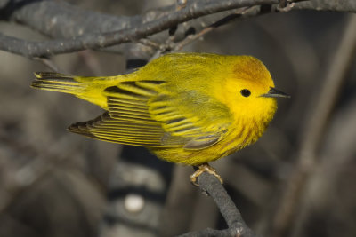 paruline jaune - yellow warbler