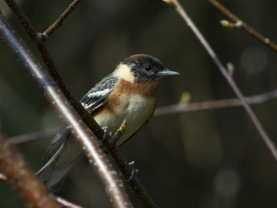 paruline  poitrine baie - bay breasted warbler