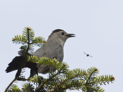 moqueur chat - gray catbird