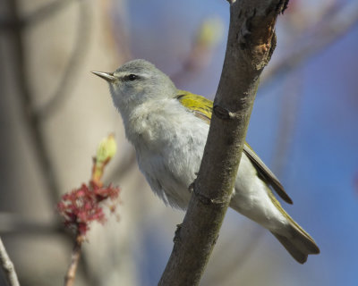 paruline obscure - tennessee warbler