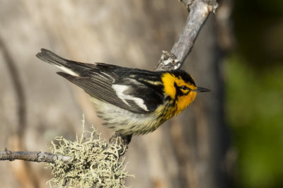 paruline  gorge orange - blackburnian warbler