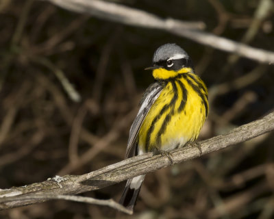 paruline  tte cendre - magnolia warbler