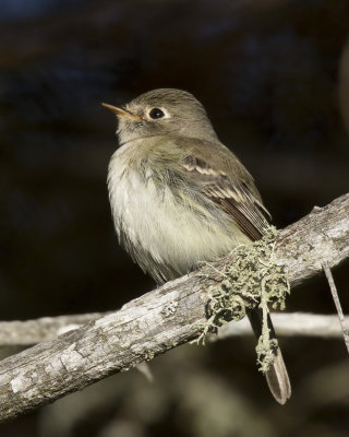 moucherolle tchbec - least flycatcher