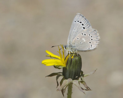 bleu argent - silvery blue - Glaucopsyche lygdamus