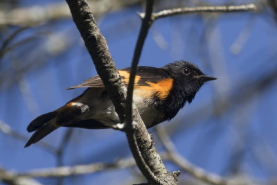 paruline flamboyante - american redstart