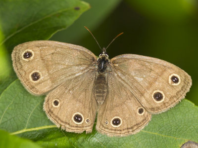 Petit Satyre des Bois - little wood satyr - Megisto cymela