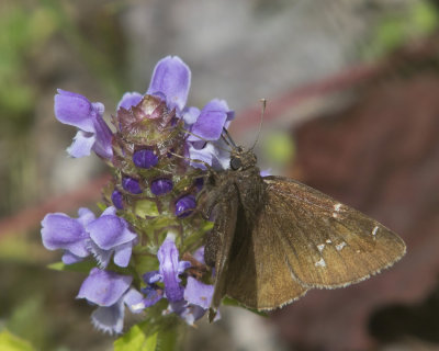 Hesprie Nuageuse - northern cloudywing - Thorybes pylades