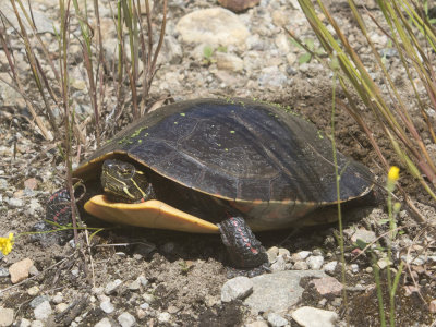 tortue peinte - paint turtle - chrysemys picta