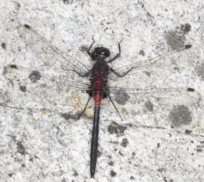 Leucorrhine Apprivoise - Belted Whiteface - Leucorrhinia proxima