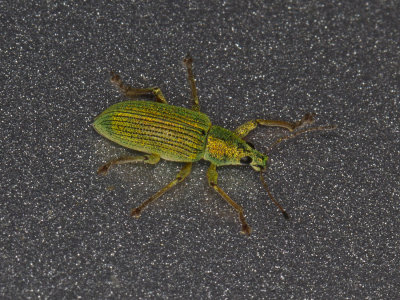 Charanon Vert soyeux -Green Immigrant Leaf Weevil - Polydrusus formosus   