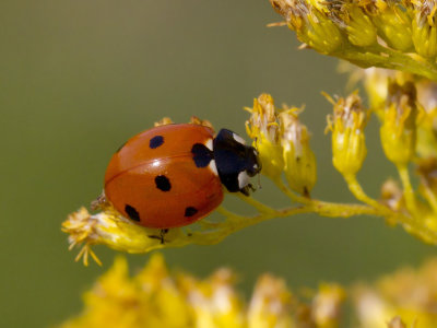 coccinelle  sept points - seven-spotted ladybug -Coccinella septempunctata