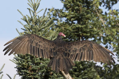 urubu  tte rouge - turkey vulture