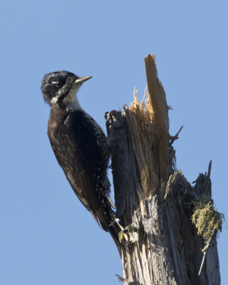 pic  dos noir - black backed woodpecker