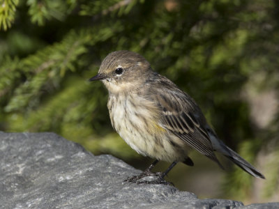 paruline  croupion jaune - yellow rumped warbler