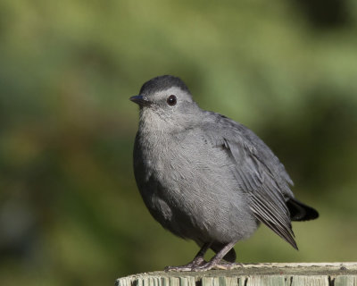 moqueur chat - gray catbird