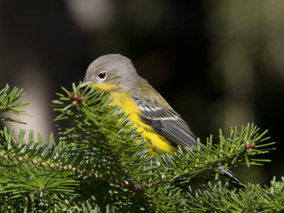 paruline  tte cendre - magnolia warbler