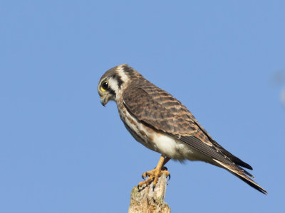 crcerelle d amrique - american kestrel