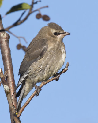 jaseur d amrique - cedar waxwing