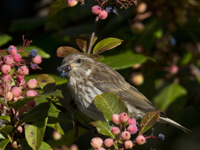 roselin pourpr - purple finch