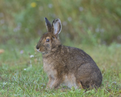 livre d amrique - north american hare