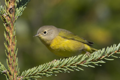 paruline  joues grises - nashville warbler