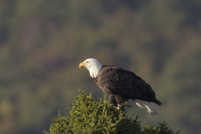pygargue - bald eagle