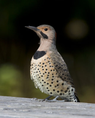 pic flamboyant - northern flicker