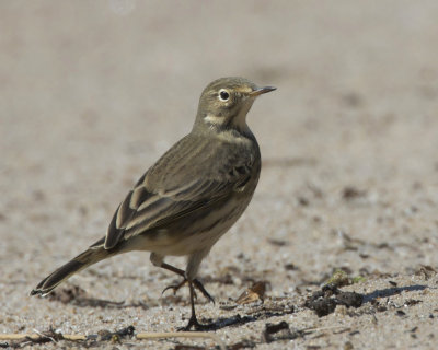 pipit d amrique - american pipit