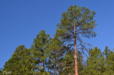 DSC_0055.jpg