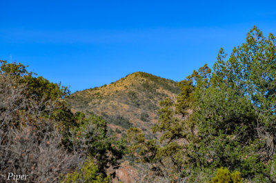 DSC_0132.jpg