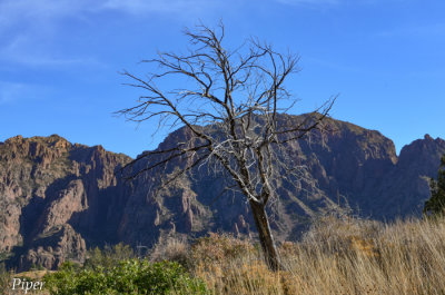 DSC_0171.jpg