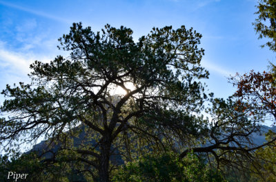 DSC_0177.jpg