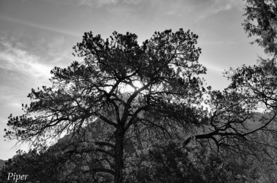 DSC_0180.jpg