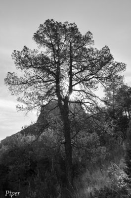 DSC_0199.jpg