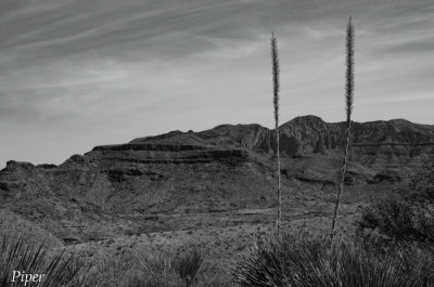 DSC_0336.jpg