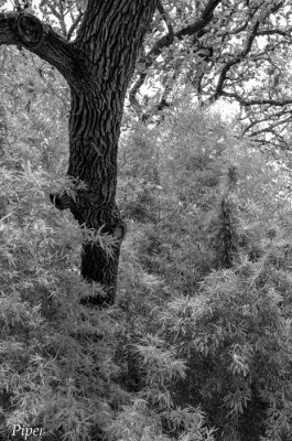 Denman Estate Park