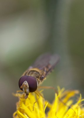 wasp