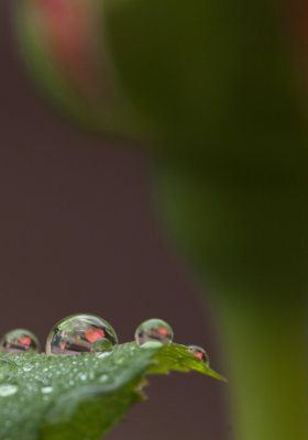 drops and rose